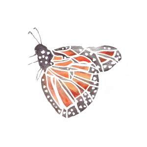 Monarch-Butterfly